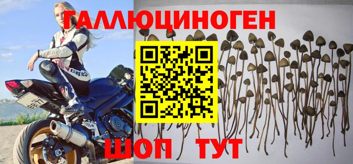 Борисоглебск  Псилоцибиновые грибы GOLDEN TEACHER  Галлюциногенные грибы мицелий  Вход с VPN 